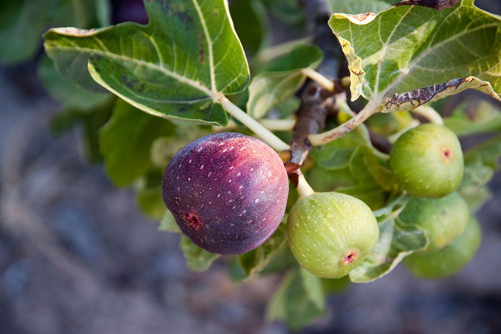Autonom Print George Stevenson Figentræ | Få succes med figentræ i haven og høst søde figner