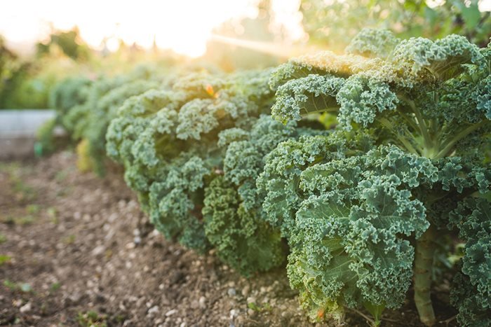 Grønkål: Få succes denne supergrøntsag din have - idenyt