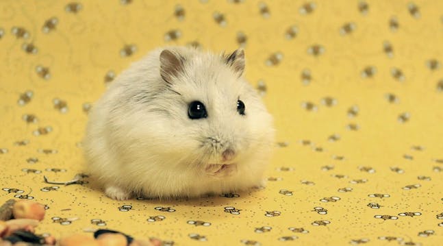Interessante ting du sikkert ikke vidste om hamstere