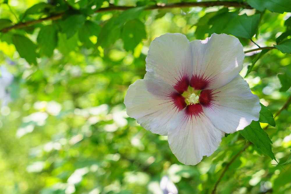 rose | smukke Hibiscus Syriacus | Idenyt