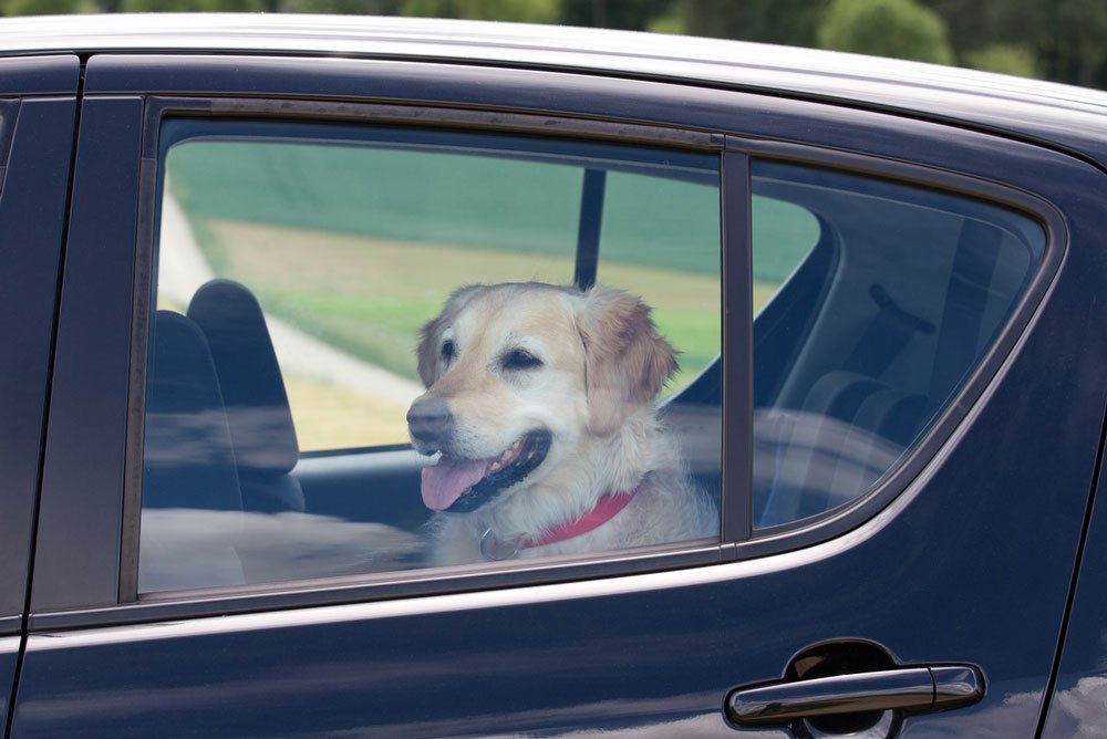 oprindelse Stå op i stedet Blinke Pas på! Så hurtigt kan din hund ophede i bilen