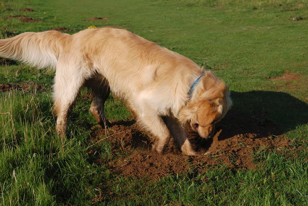 Derfor graver din hund i haven -