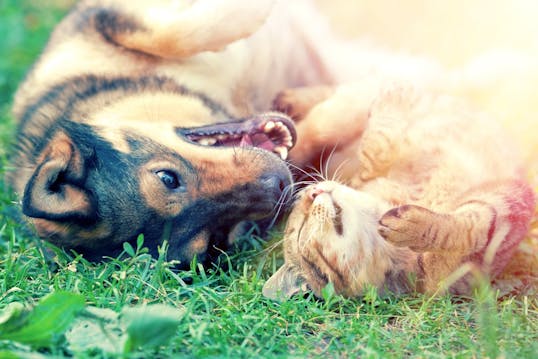 Forurenet Kronisk Imponerende Sådan får du hund og kat til at leve fredeligt sammen | idényt