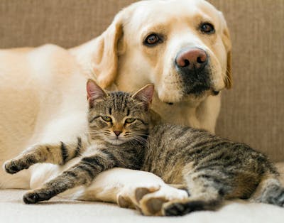 | Viden om husets hunde og katte