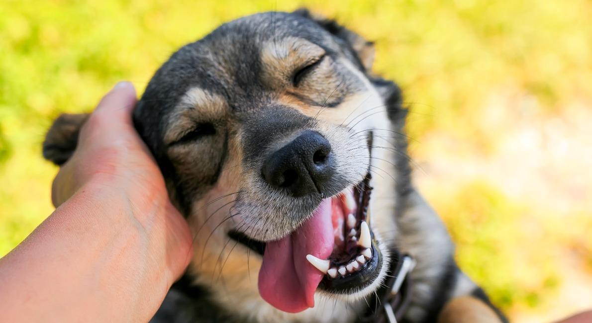 kompensere tilfredshed Smil Sådan viser du din hund kærlighed - på hundesprog - idenyt