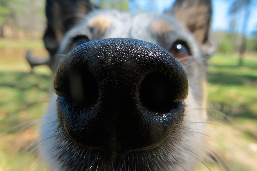 Hvad betyder det hund til dig med sin snude? | idényt