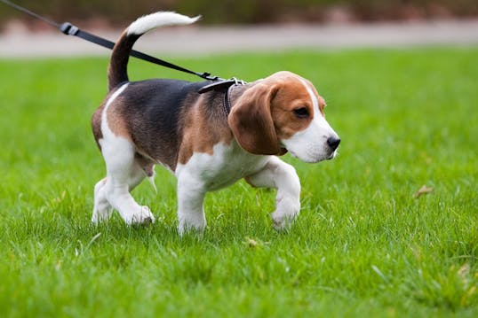 10 hyppige pote-problemer du skal holde øje med hos din hund idenyt