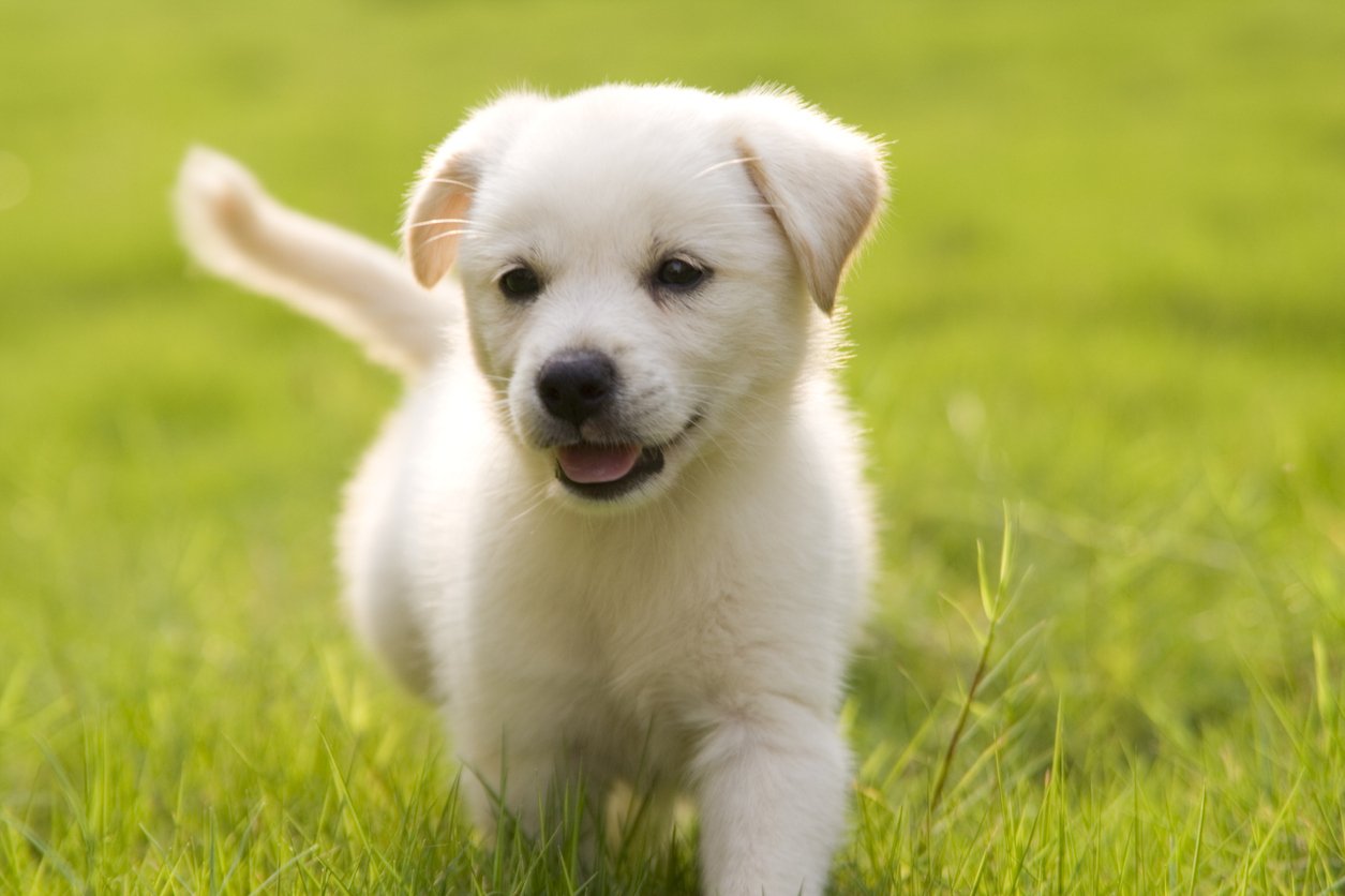 hold klæde sig ud det er smukt Hundehvalpe | 12 fascinerende ting du bør vide om nyfødte hundehvalpe |  idényt.dk