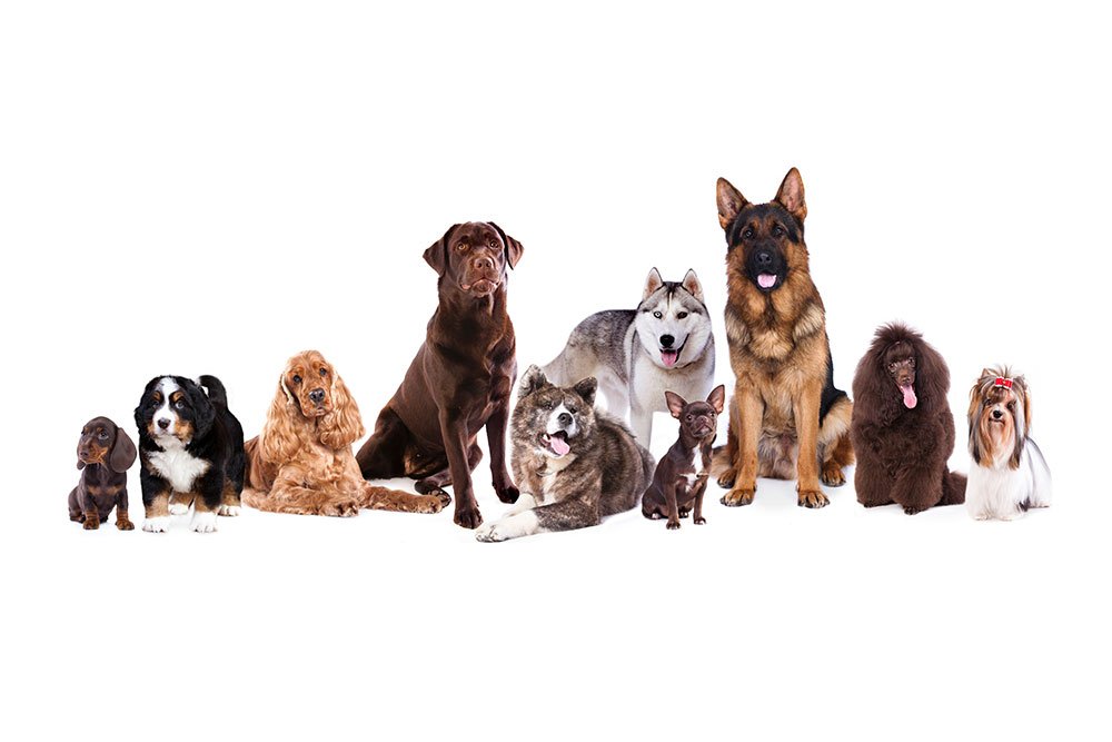Hunderacer de ti mest populære hunderacer | idényt