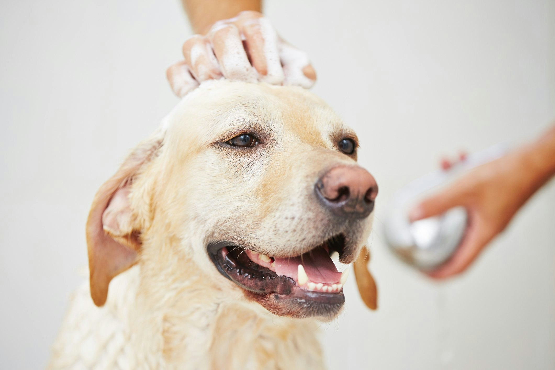 7 almene fejl du laver, når bader din hund