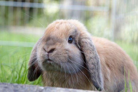 Rykke selvmord Understrege Kanin | 10 ting du skal vide inden du anskaffer en kanin | idényt