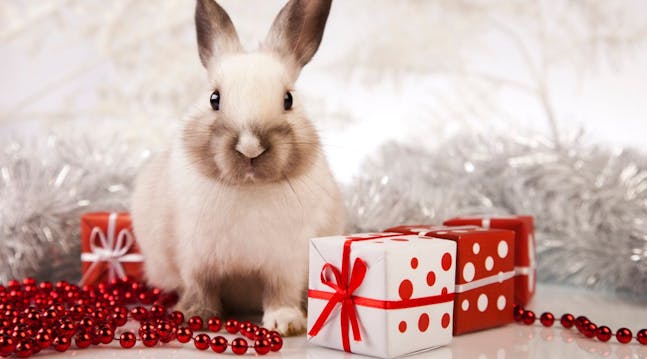 kanin får gaver til jul