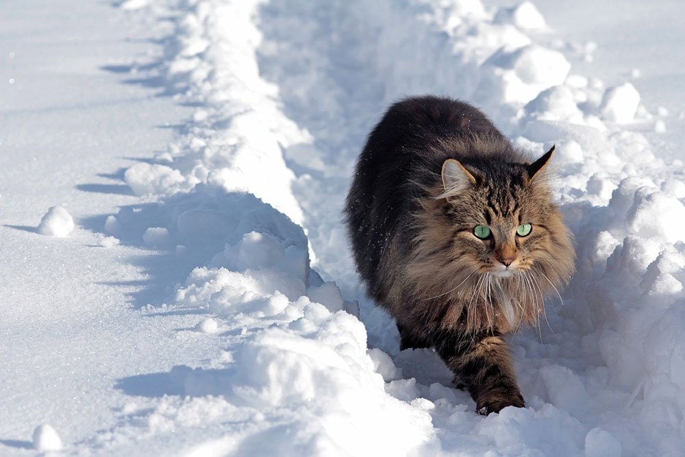 Katte og frostvejr - hvor meget kan de egentlig tåle? |