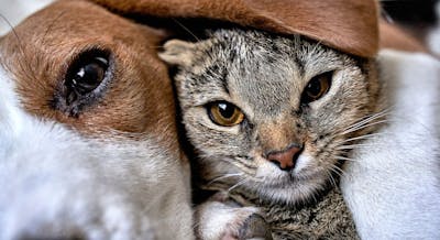 Gedehams Compulsion Ritual Sjove og nyttige facts om katte | idényt