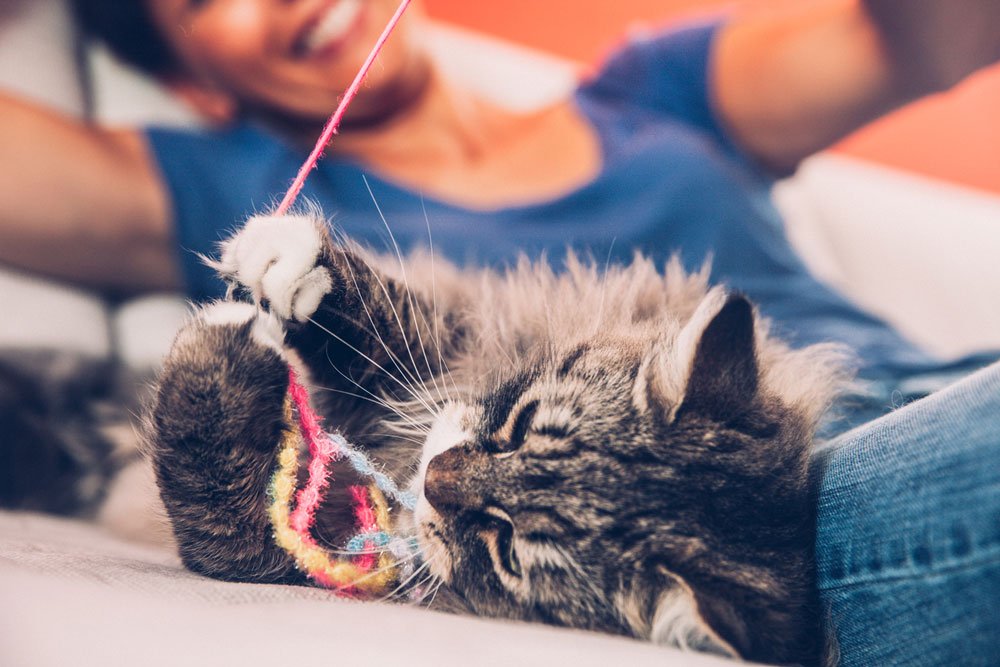 10 geniale DIY kattelegetøj til billige penge idenyt