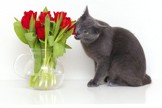 holder du katten væk fra planter og blomster i huset