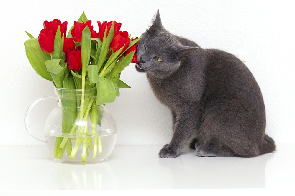 Specialisere Overhale ledningsfri Sådan holder du katten væk fra planter og blomster i huset
