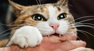 Katteadfærd | at forstå kattens kropssprog | idényt