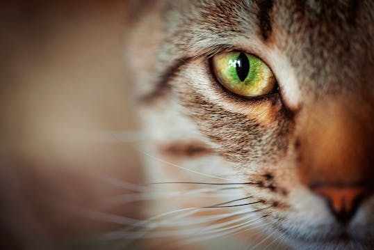 12 hemmeligheder katte, du kender til | idényt