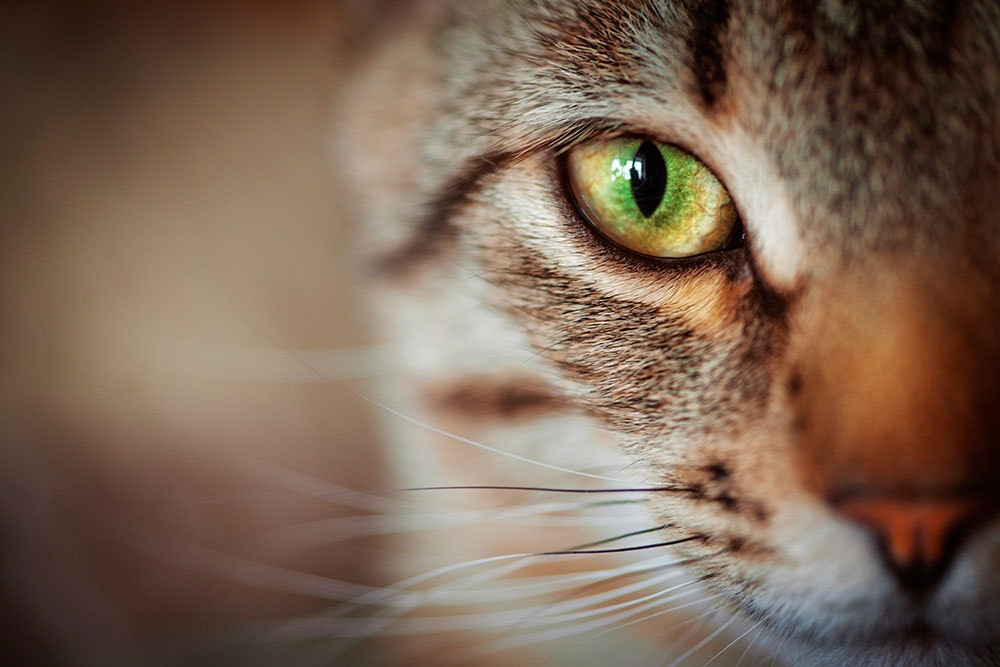 12 hemmeligheder katte, du kender til | idényt