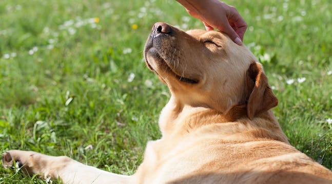 Raffinere Tæller insekter forpligtelse Labrador - 11 facts om hunden, der (næsten) kan alt | idényt