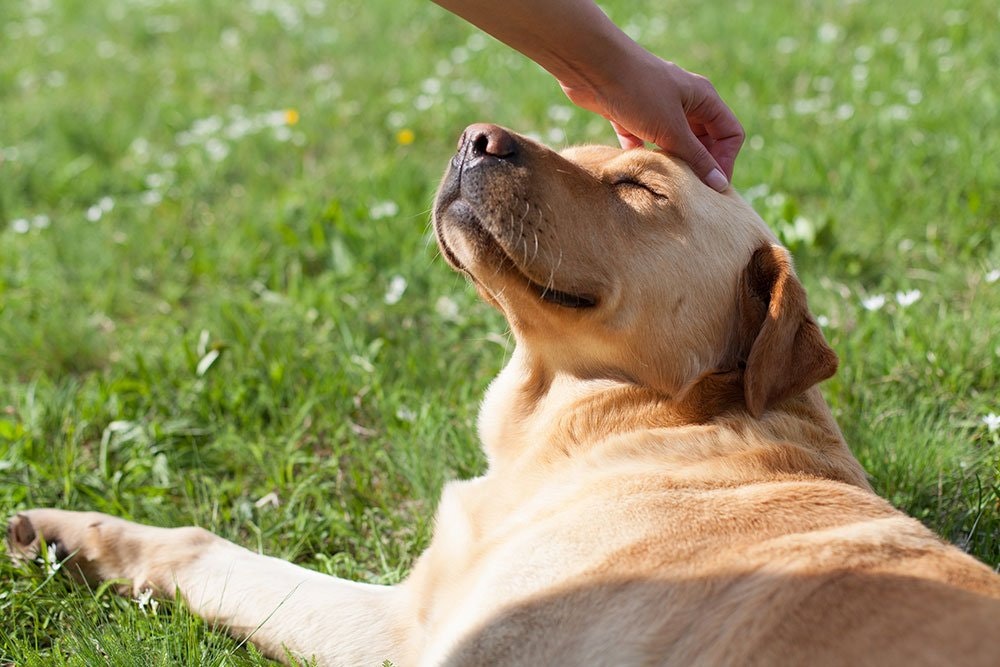 warum heisst der labrador labrador