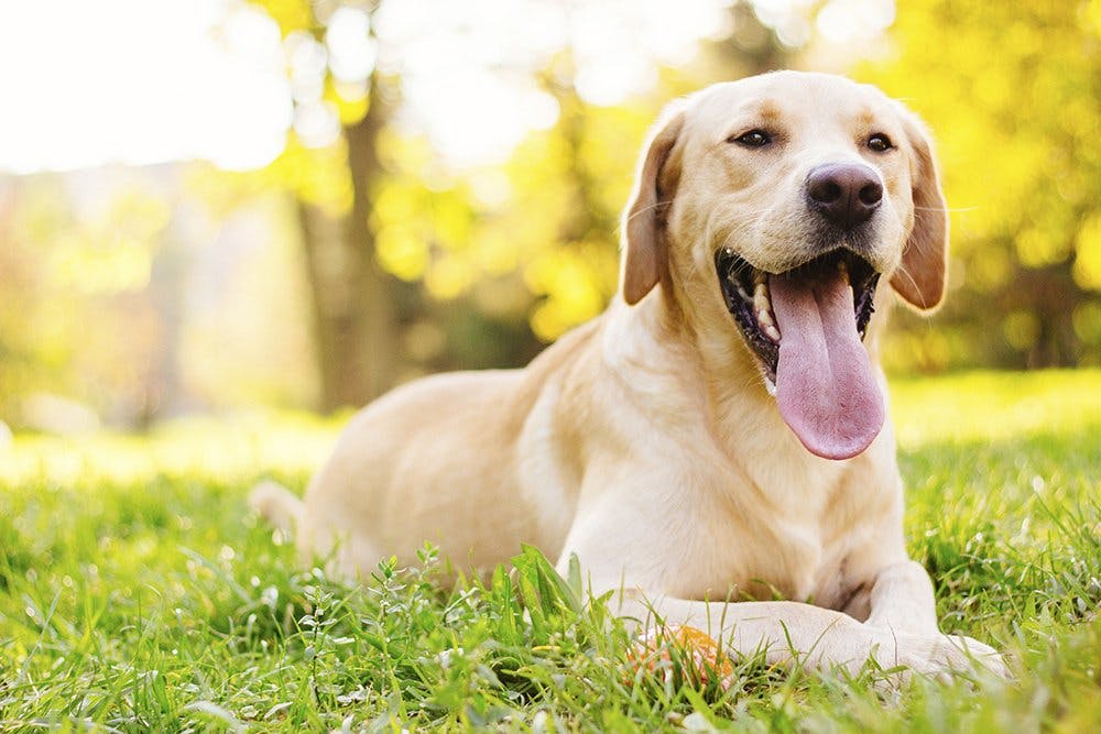 partikel To grader Udgående Hund i løbetid | 10 råd om hunde i løbetid