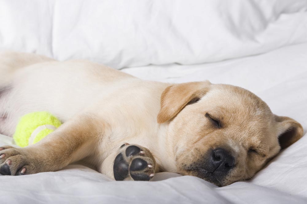 Ryg, ryg, ryg del Terminal sovende Derfor skal din hund sove - idenyt