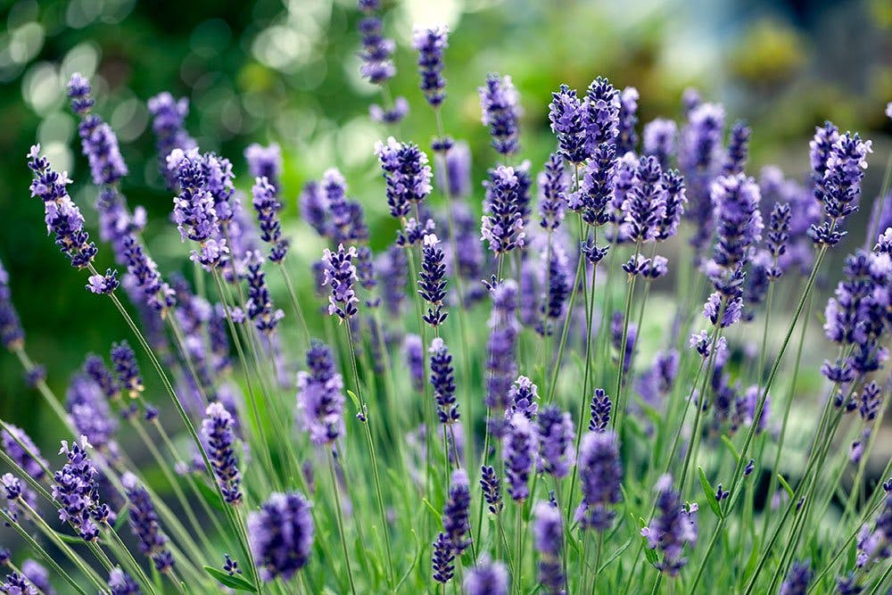 Lavendel | Guide til blomstring, og sorter af lavendel.