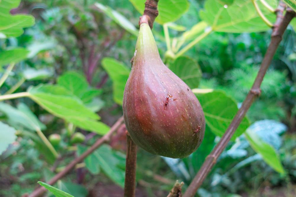Den figen-høst