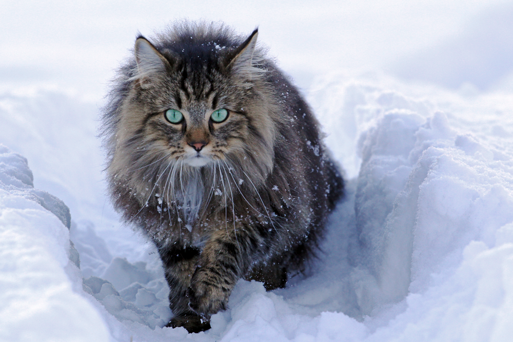 Norsk skovkat - 10 facts for katteejere |