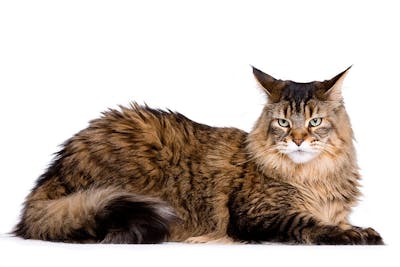 Gedehams Compulsion Ritual Sjove og nyttige facts om katte | idényt