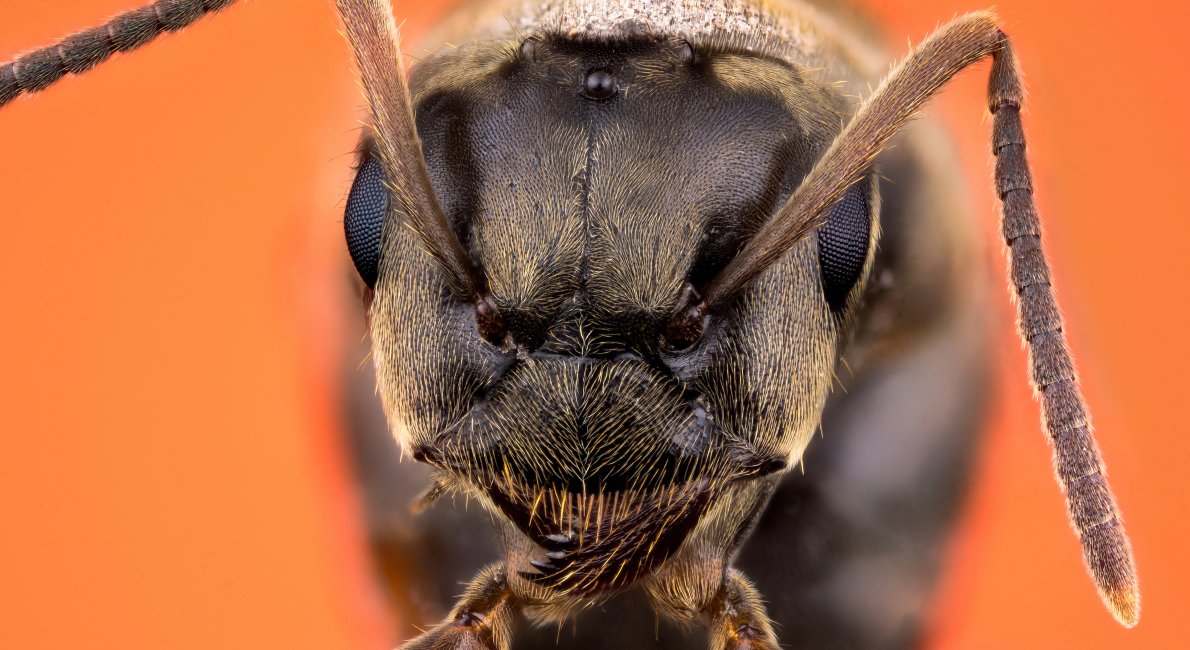 Derfor myrerne din terrasse idenyt