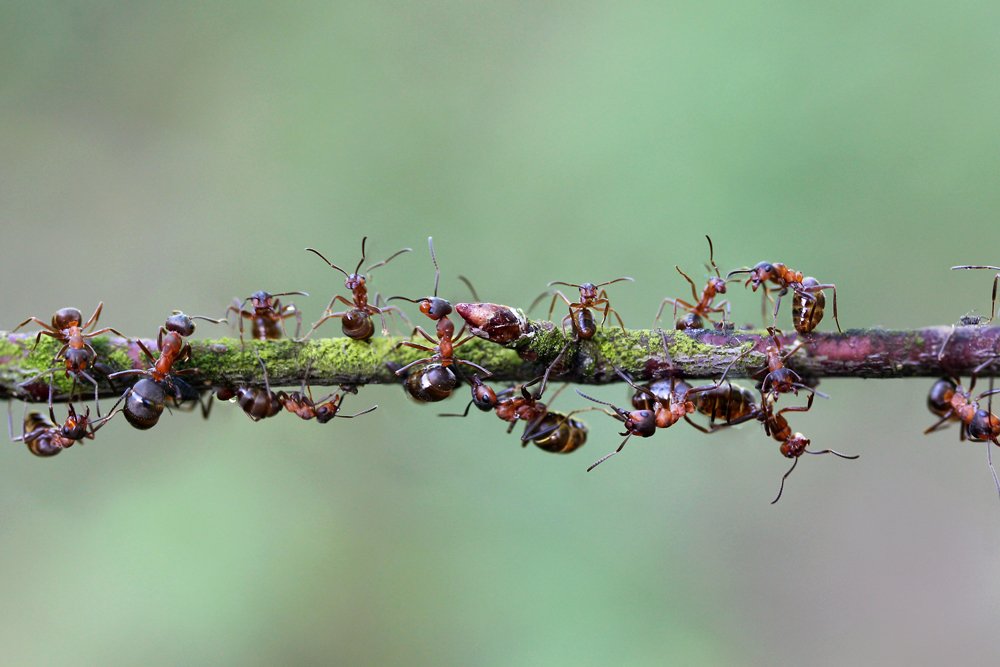 myrer bekæmper