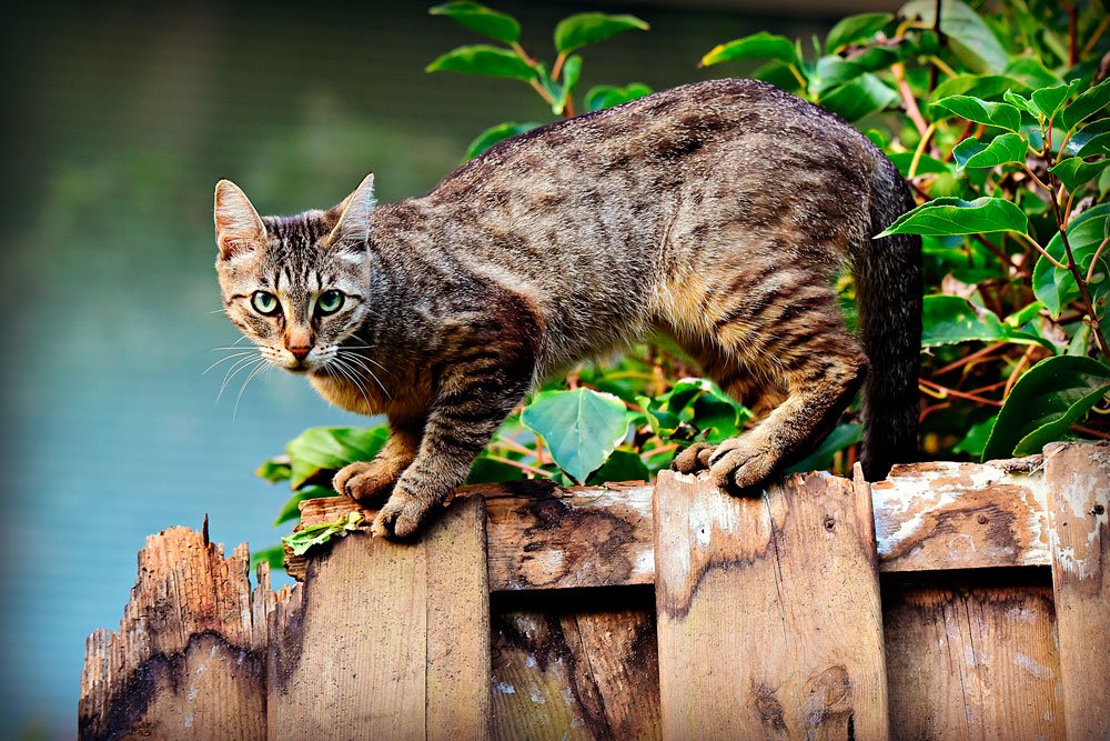 Lure Foster sammensværgelse Sådan slipper du for naboens kat - idenyt