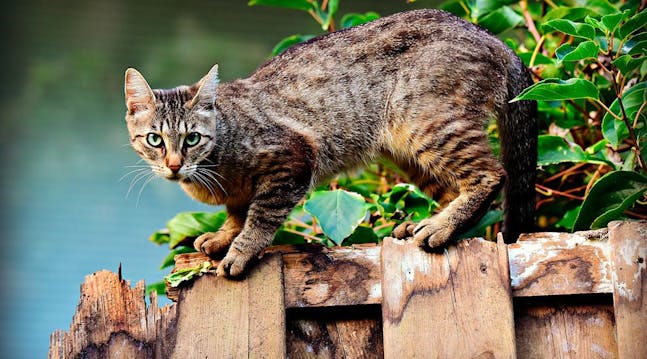 italiensk industri Beskrive Sådan slipper du for naboens kat - idenyt