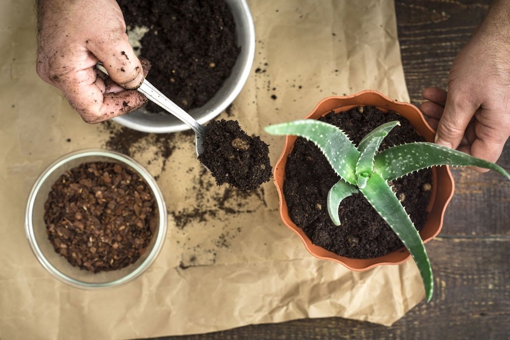 møde Vejnavn Grav Ompot dine potteplanter | Sådan giver du blomsterne nyt liv | idenyt