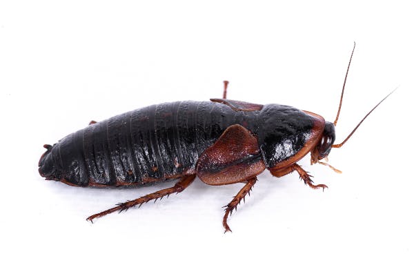 Orientalsk kakerlakker