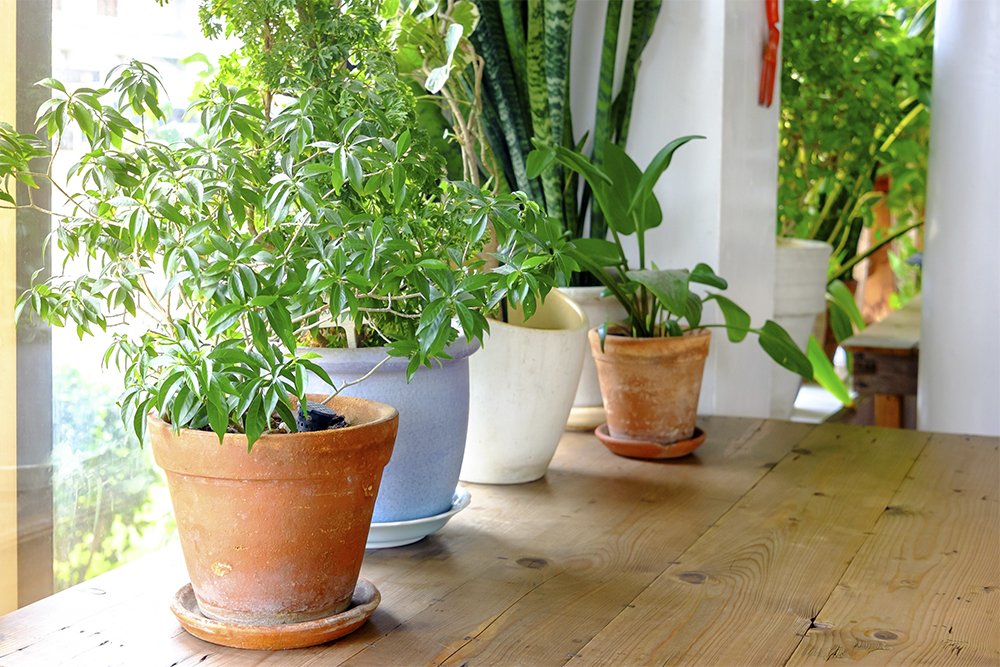 Integration gået i stykker brugt Stueplanter | 6 gode råd til pleje af indendørs planter