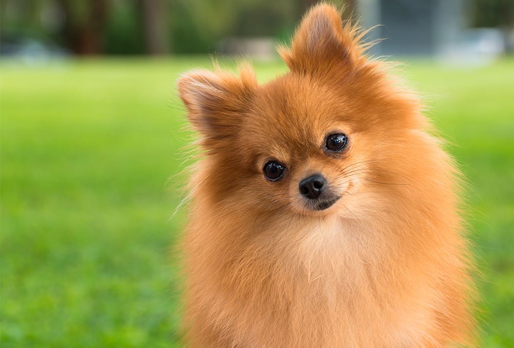 Borger synge mild Pomeranianer | 10 ting du bør vide om den lille, stolte hunderace | idényt