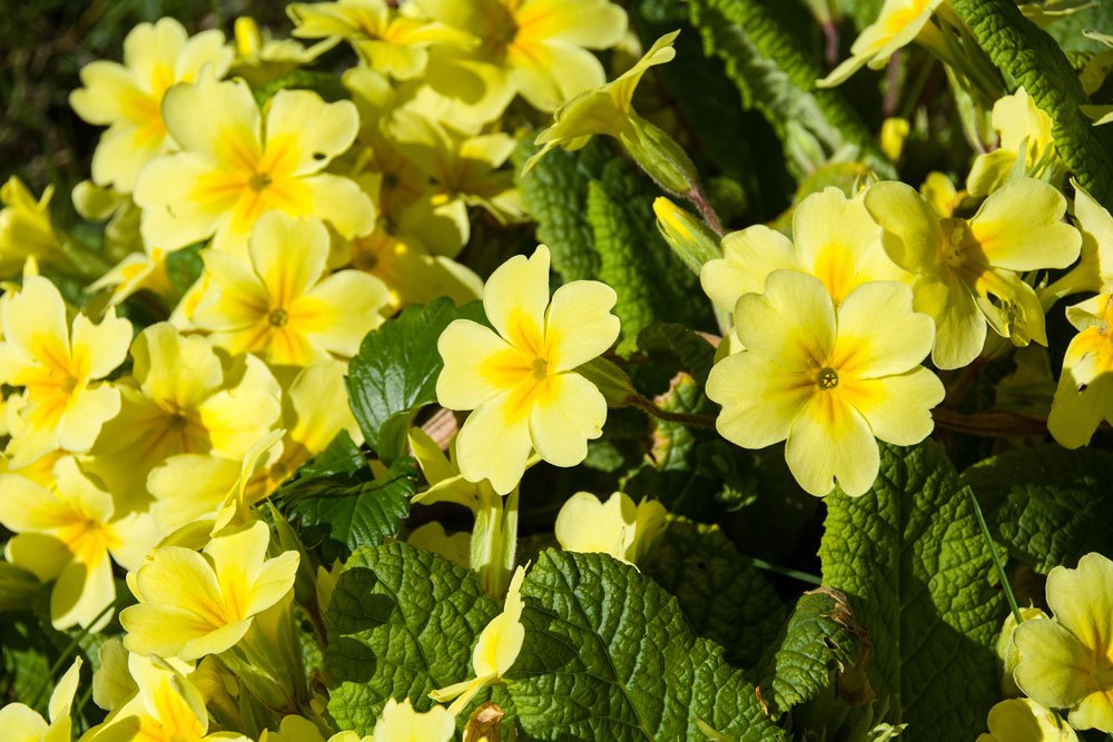 dårlig dårlig klodset Primula | Plant kodriver i krukker og bede | Idenyt