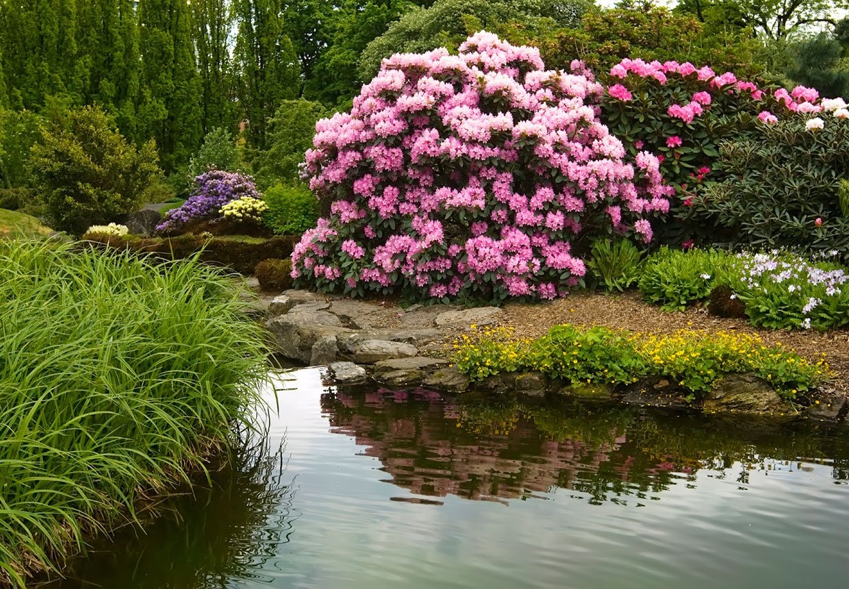 Rhododendron - alt om plantning og beskæring den flotte busk |