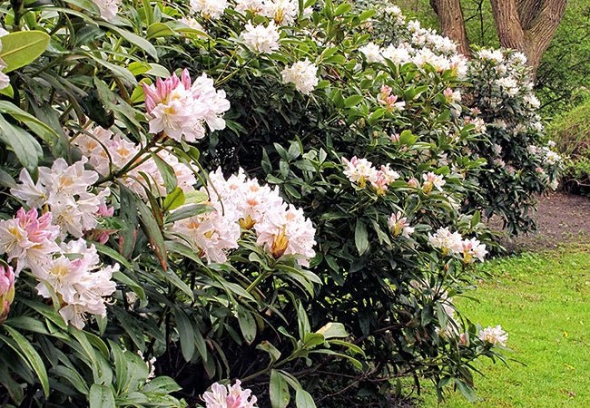 Rododendron kombineres, så de blomstrer længe