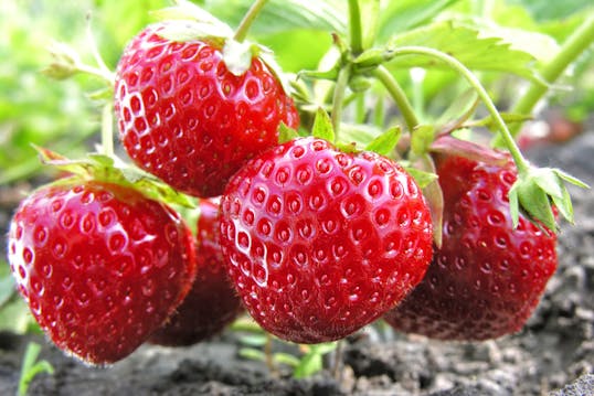 Jordbær - sådan dyrker, plejer plukker du jordbær