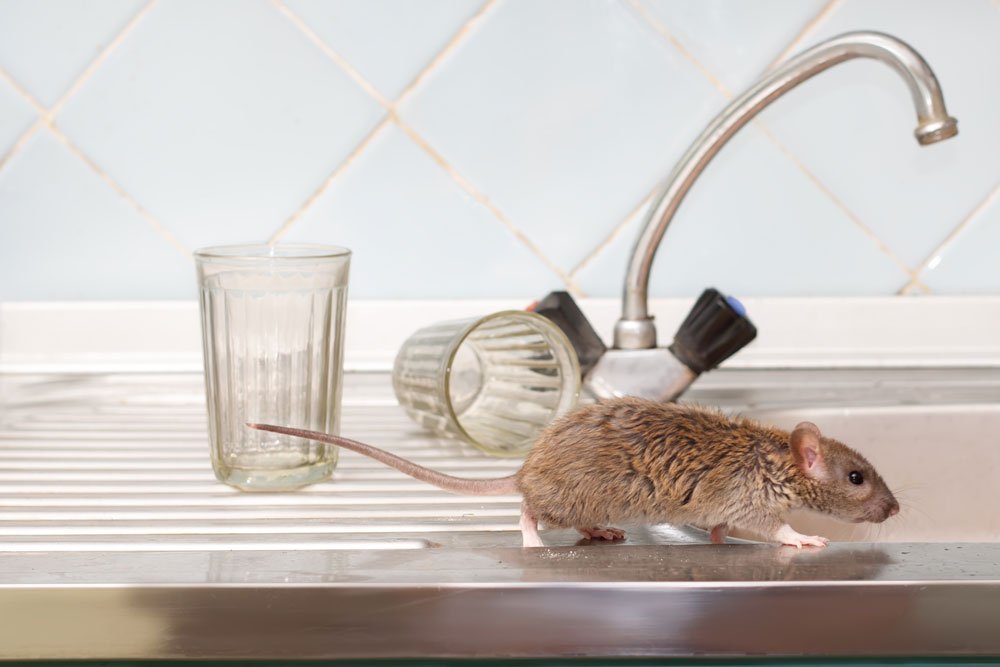 Rotter er skadelige | Forebyggelse af rotteplage | Idényt