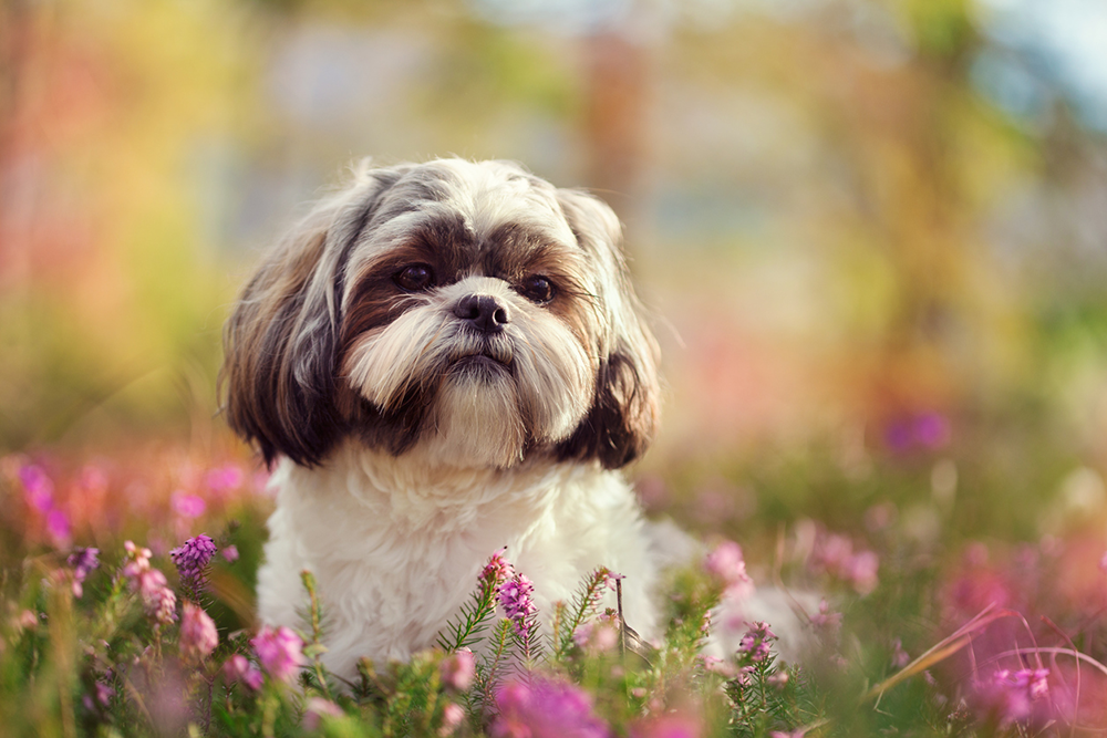 Shih Tzu | 10 facts for begyndere og øvede hundeejere idenyt