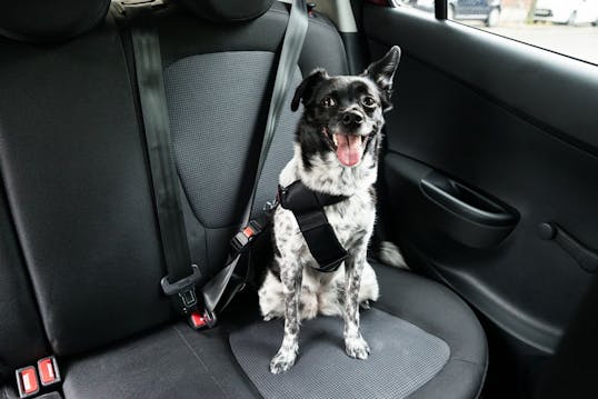 skal din hund være spændt fast i bilen