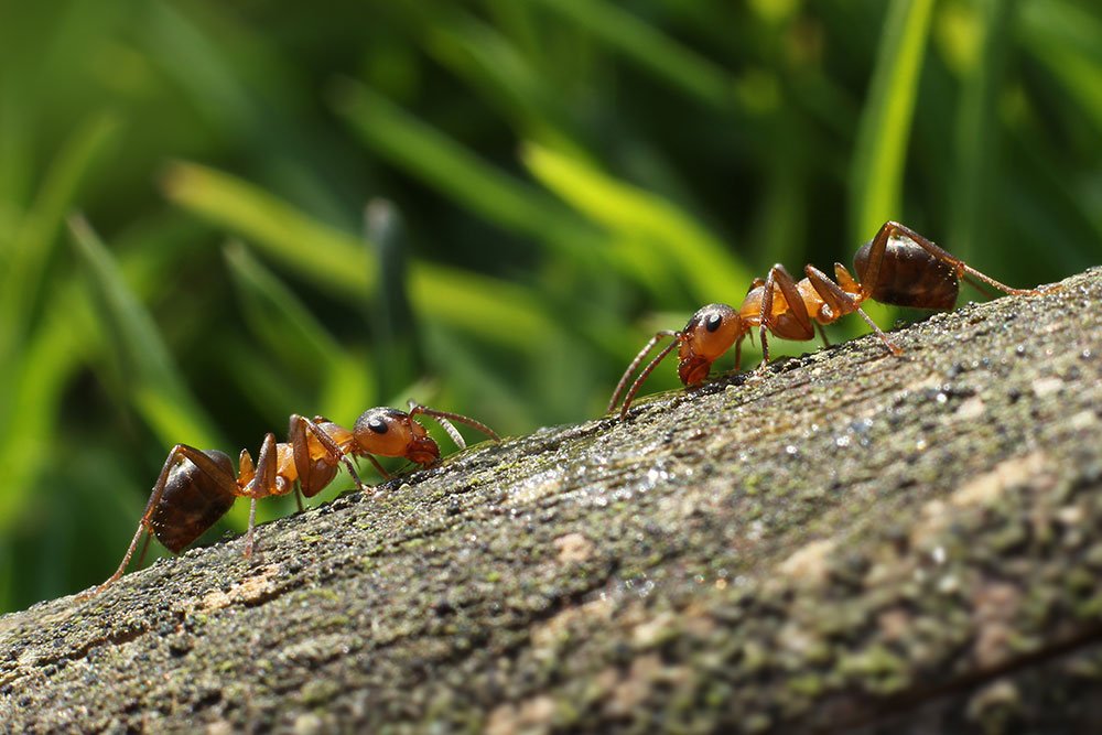 Myrer kan undgås