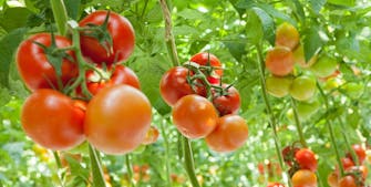 tomater i drivhus - tomatplanter