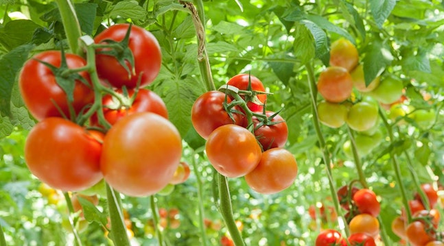 tomater i drivhus - tomatplanter